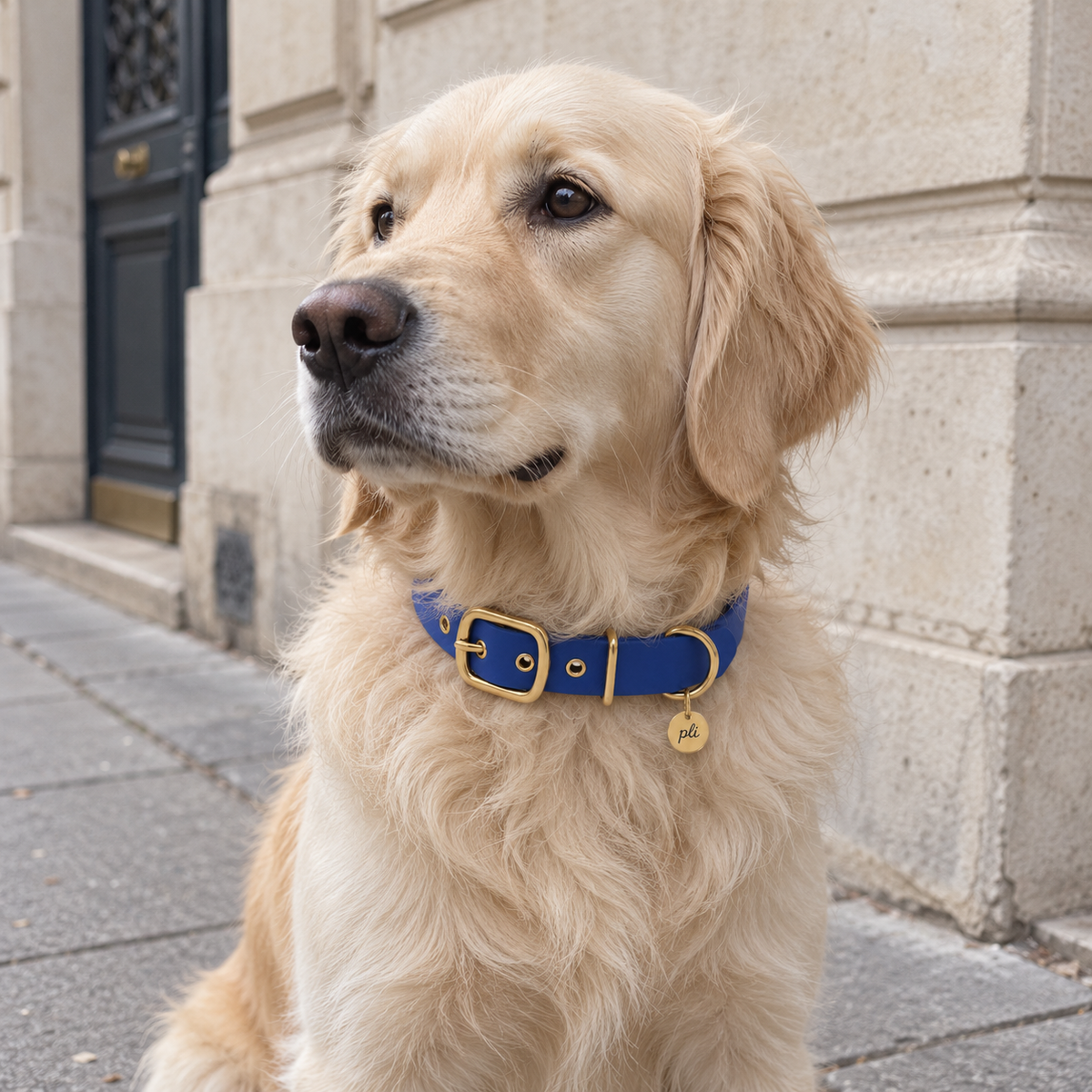Collier en Biothane bleu porté par un golden retriever 