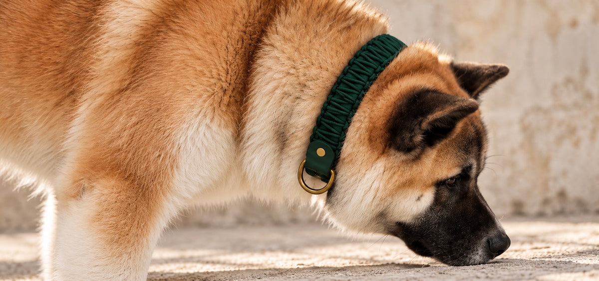 Chien de race Akita portant un collier vert en Biothane et corde par la marque PLI Paris