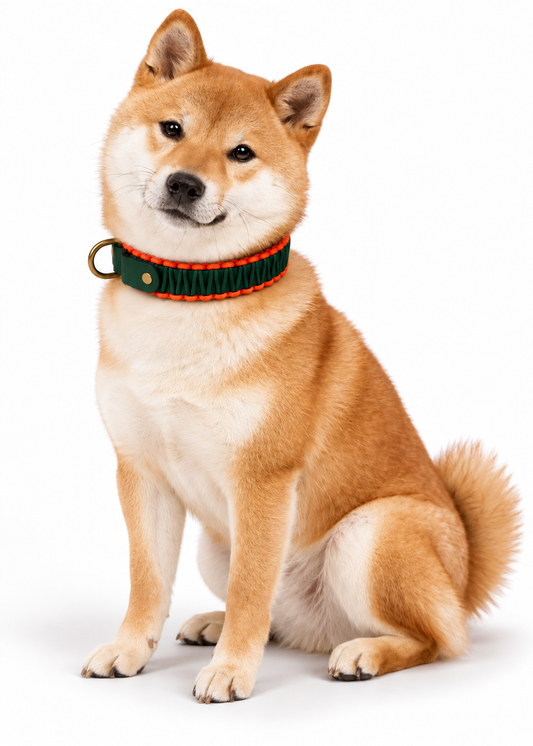 Chien de race shiba portant le collier en Biothane et paracord tressée vert sapin et orange Wild Thing de la marque PLI Paris.