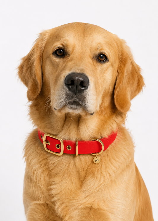 Chien de race golden retriever portant le collier en Biothane rouge Big Kiss de PLI Paris
