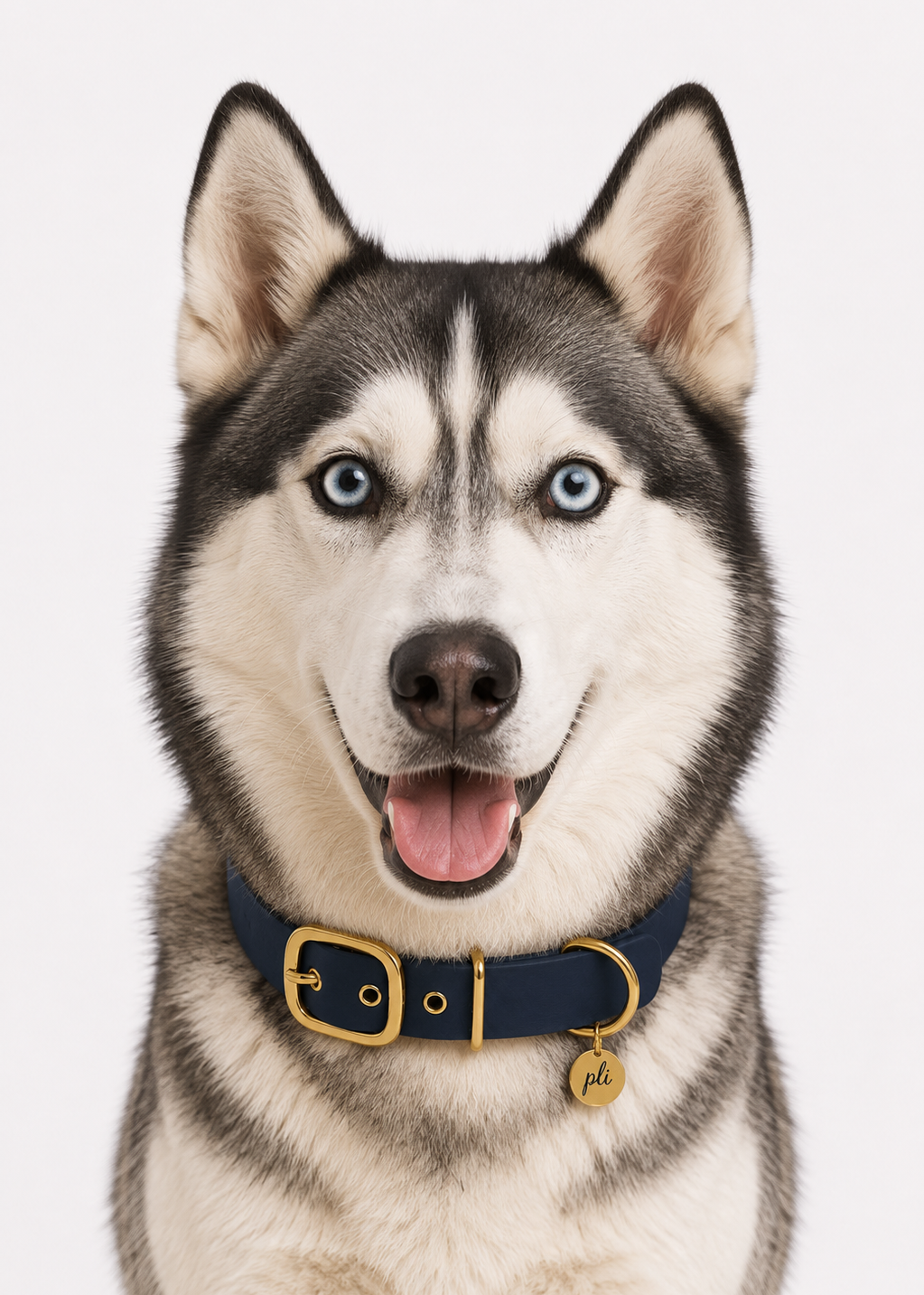 Chien de race Husky portant le collier en Biothane bleu marine Billy Jean de PLI Paris