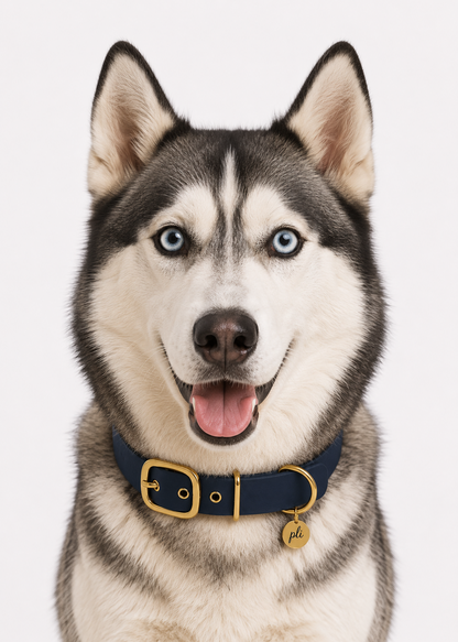Chien de race Husky portant le collier en Biothane bleu marine Billy Jean de PLI Paris