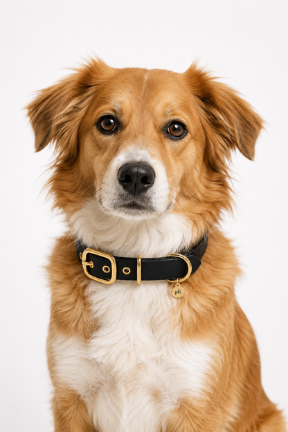 Chien de berge portant le collier en Biothane noir Black Mamba de PLI Paris