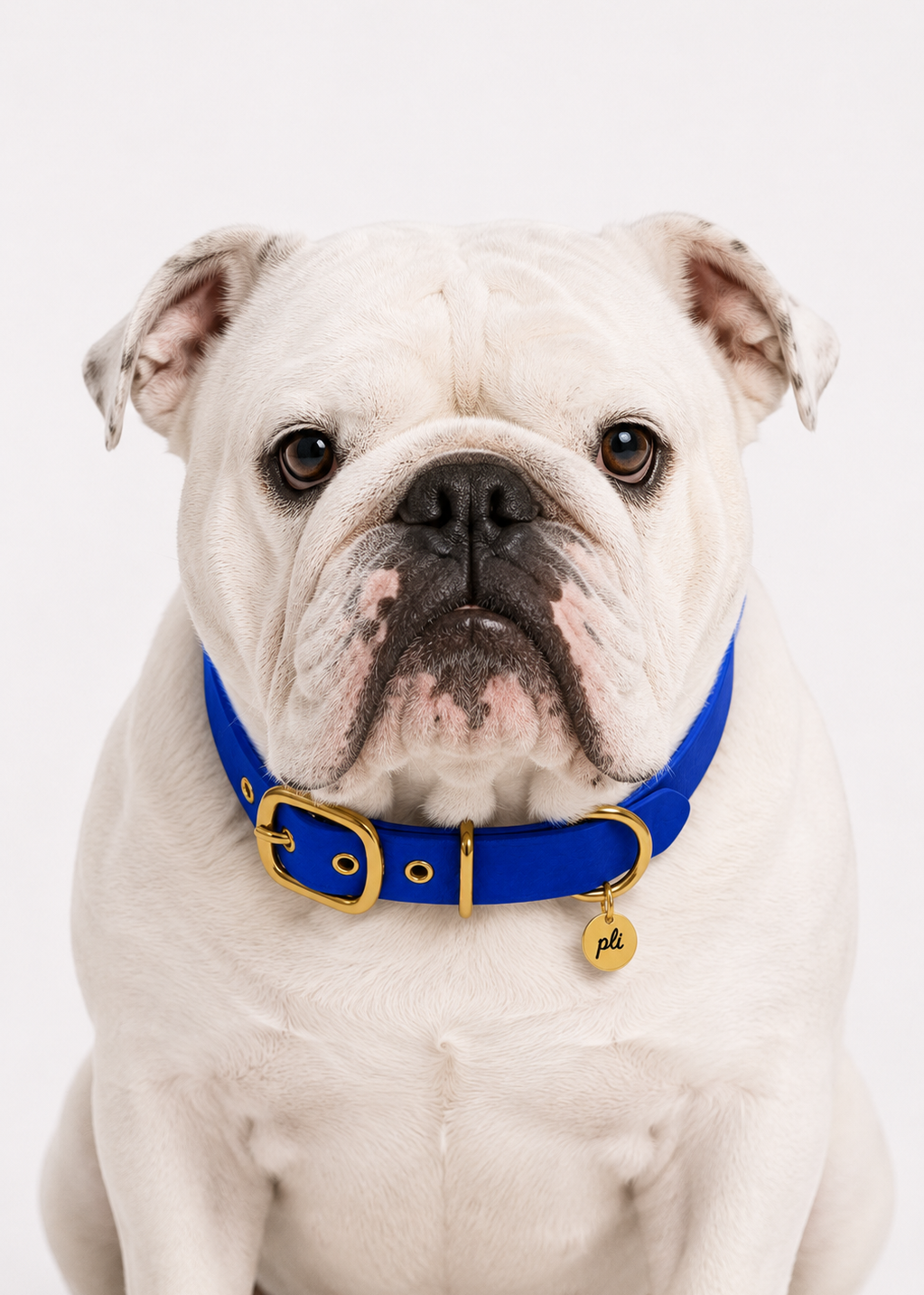 Chien de race Bulldog anglais portant le collier en Biothane bleu klein Deep Sea de PLI Paris