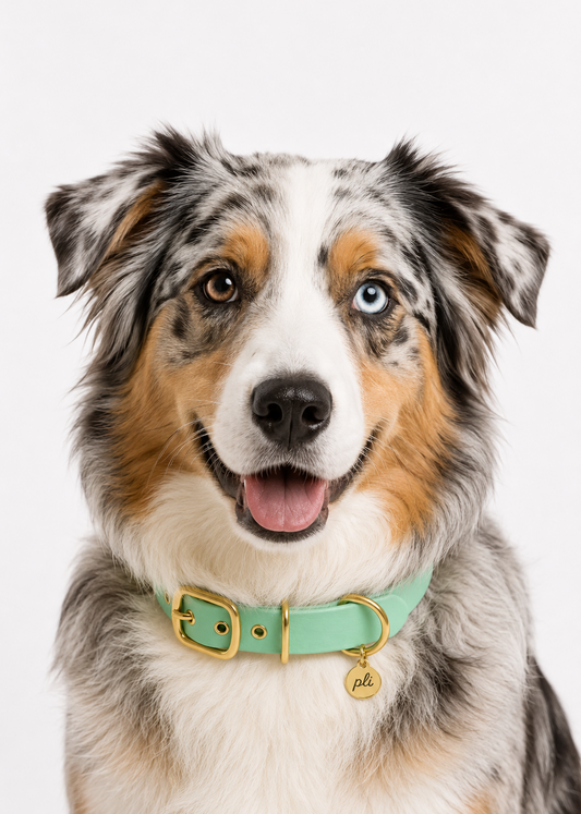 Chien de race berger australien portant le collier en Biothane vert pastel Mint To Be de PLI Paris