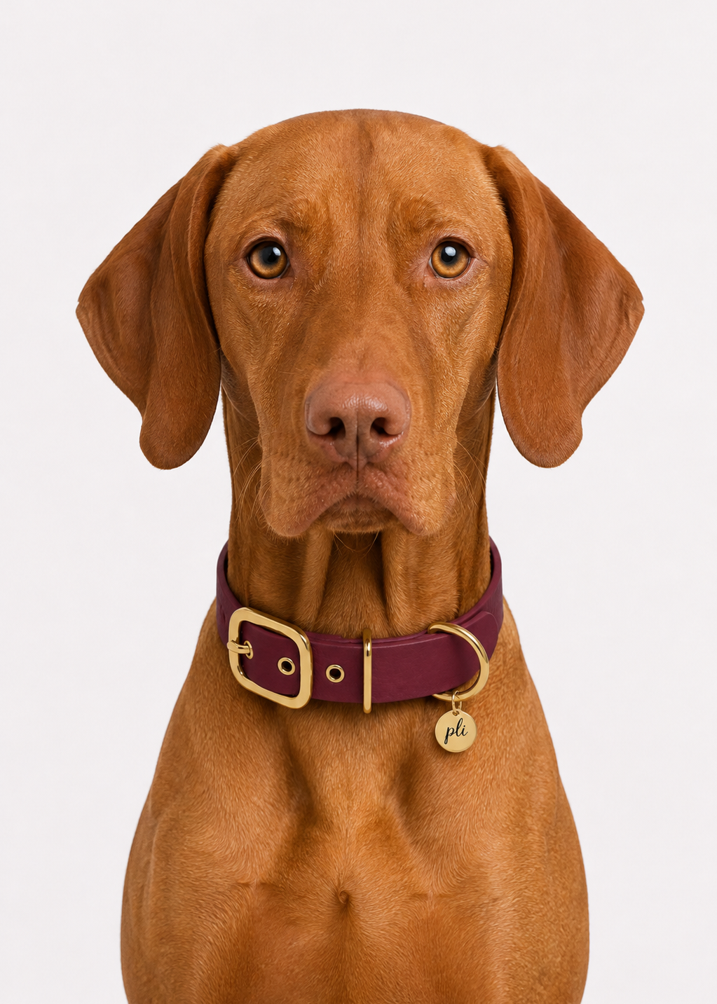 Chien de race viszla portant le collier en Biothane bordeaux Napa Valley de PLI Paris
