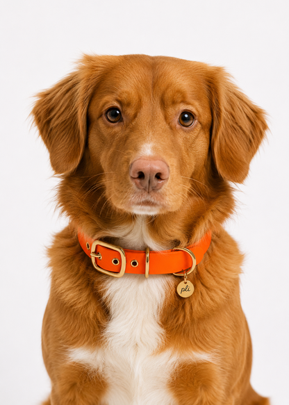 Chien de berger portant le collier en Biothane orange néon Orange Mécanique de PLI Paris