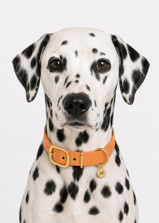 Chien de race dalmatien portant le collier en Biothane pêche Peach Please de PLI Paris