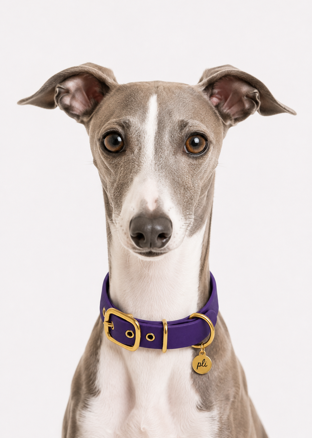 Chien de race levrier portant le collier en Biothane violet Purple Rain de PLI Paris