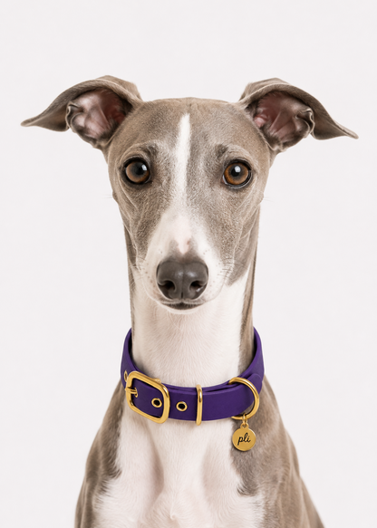 Chien de race levrier portant le collier en Biothane violet Purple Rain de PLI Paris