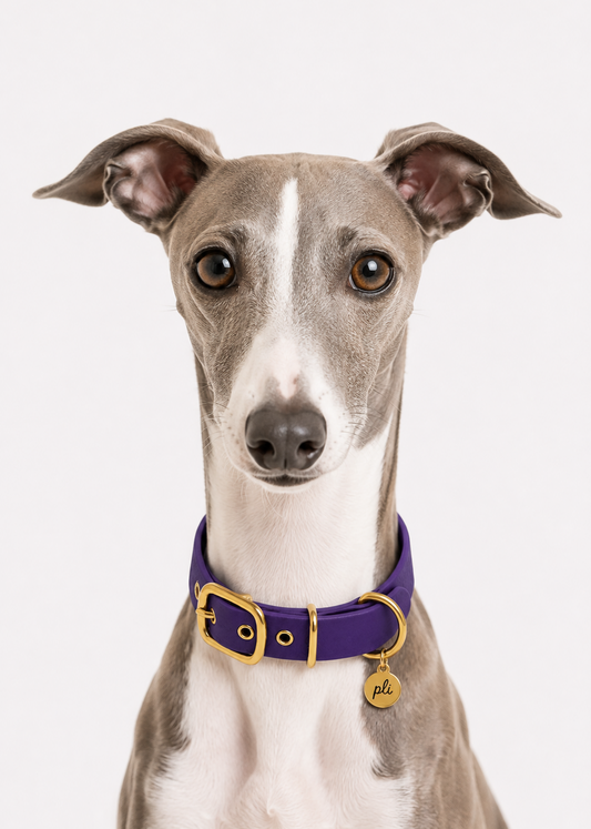 Chien de race levrier portant le collier en Biothane violet Purple Rain de PLI Paris