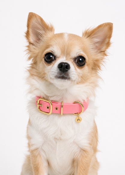 Chien de race chihuahua portant le collier en Biothane rose Sweet Candy de PLI Paris