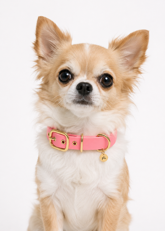 Chien de race chihuahua portant le collier en Biothane rose Sweet Candy de PLI Paris