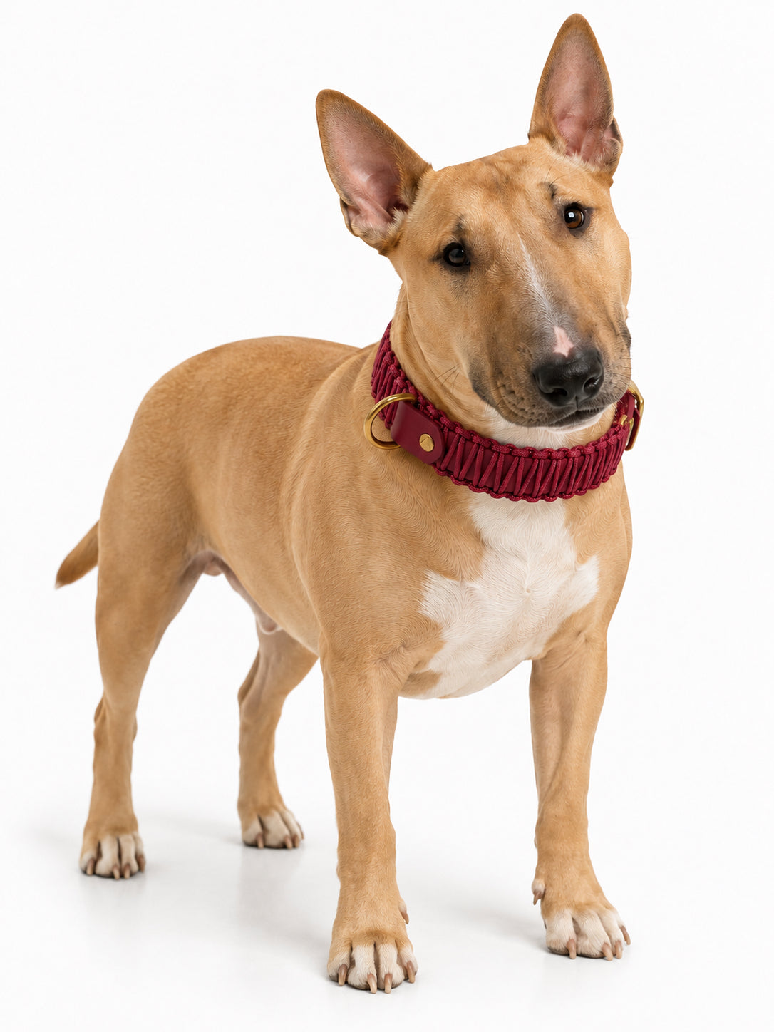 Chien de race Bull Terrier portant le collier en Biothane et paracord tressée bordeaux Napa Valley de la marque PLI Paris.