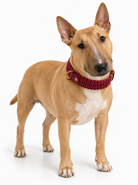 Chien de race Bull Terrier portant le collier en Biothane et paracord tressée bordeaux Napa Valley de la marque PLI Paris.