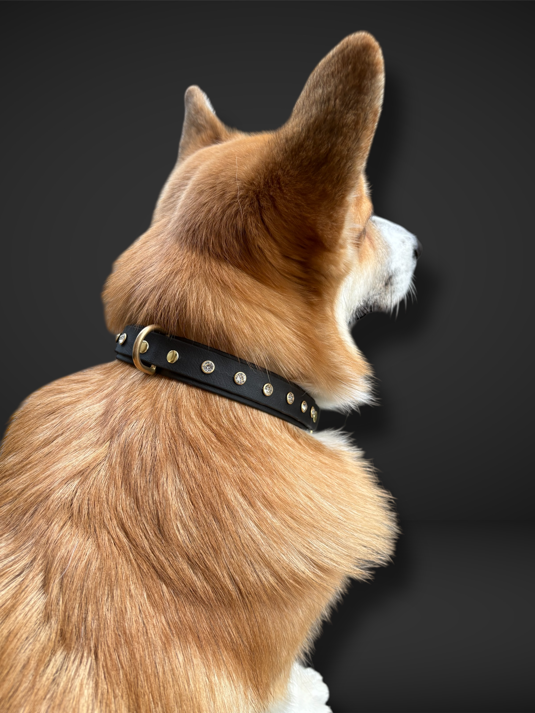 Collier spécial Noël noir en Biothane et strass PLI Paris