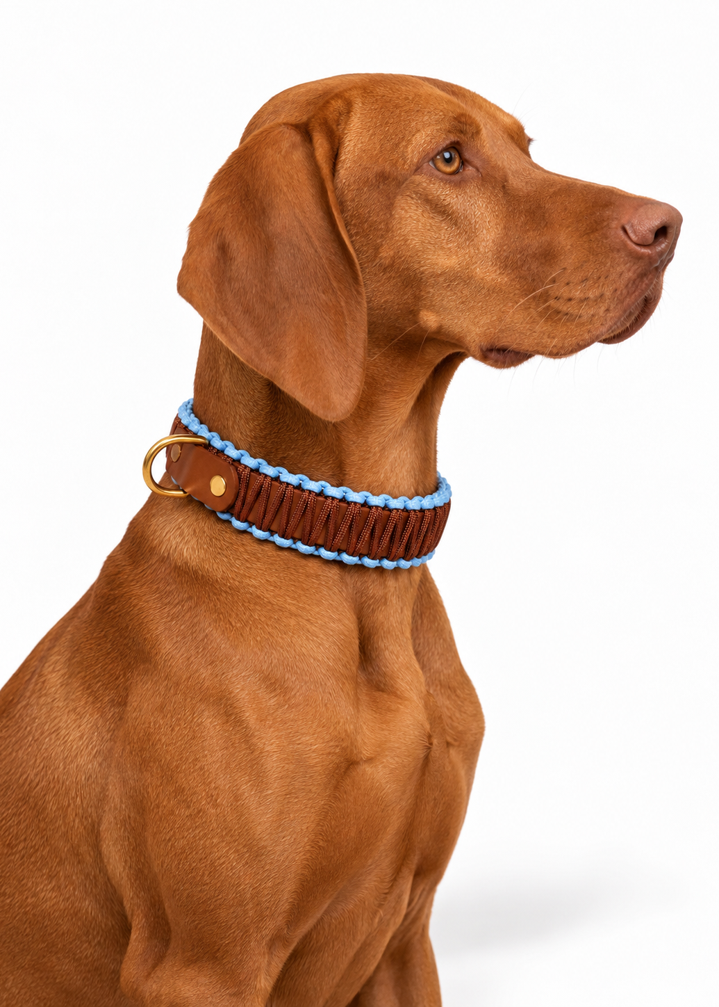 Collier réglable en biothane et corde marron et bleu Iced Cookie fait mail par PLI Paris