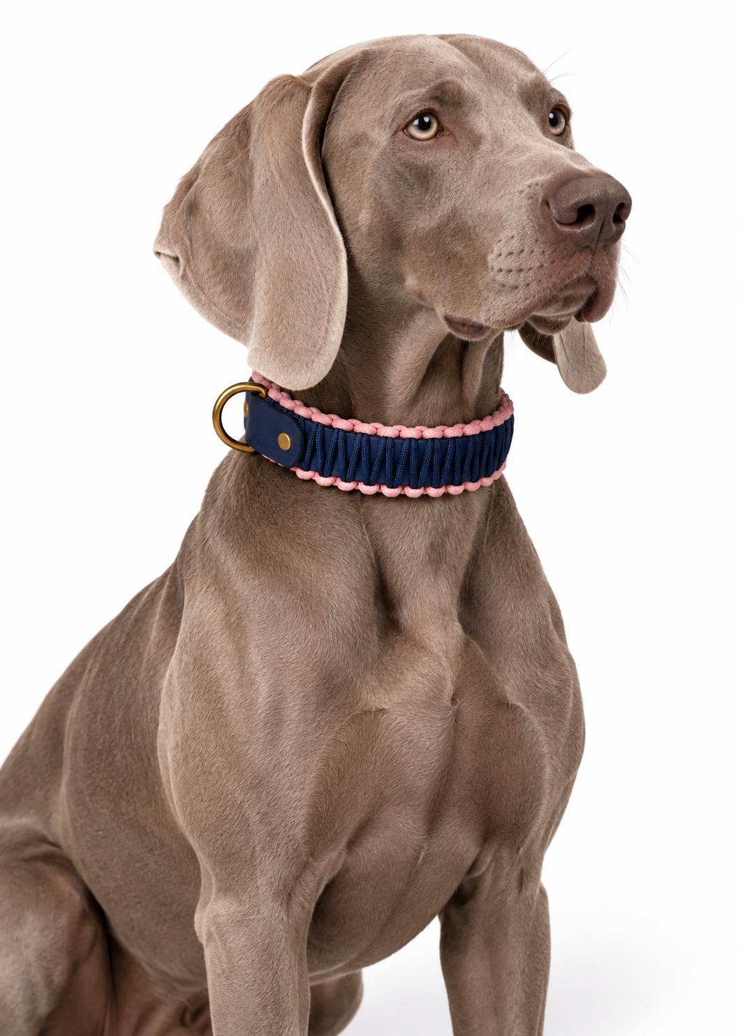 Chien de race Akita portant le collier en Biothane et paracord tressée bleu nuit et rose Pink Floyd de la marque PLI Paris.