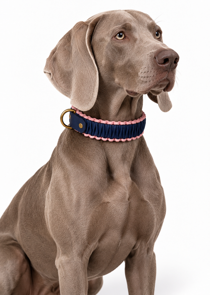 Chien de race Akita portant le collier en Biothane et paracord tressée bleu nuit et rose Pink Floyd de la marque PLI Paris.