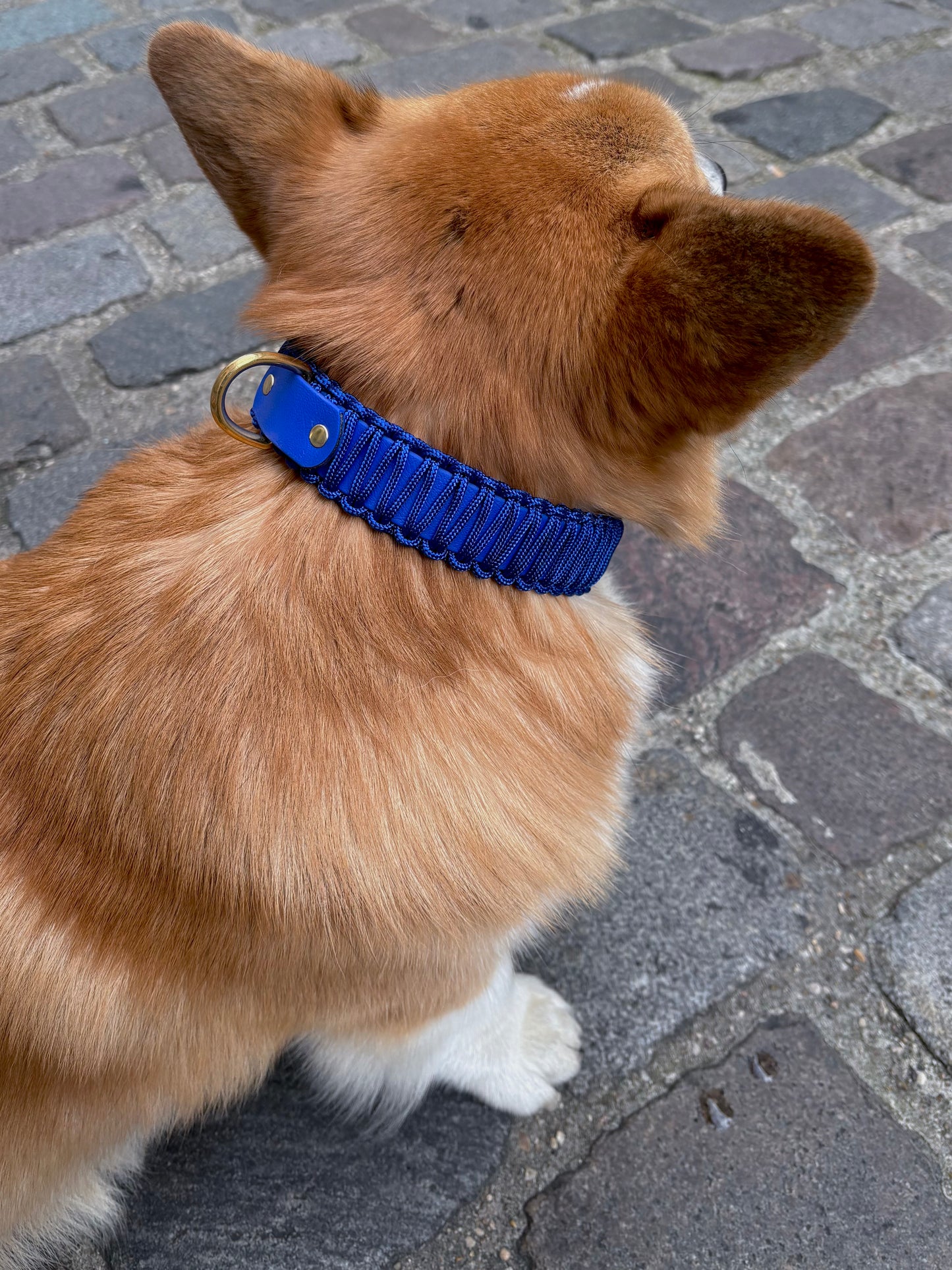 collier réglable en Biothane et corde bleu