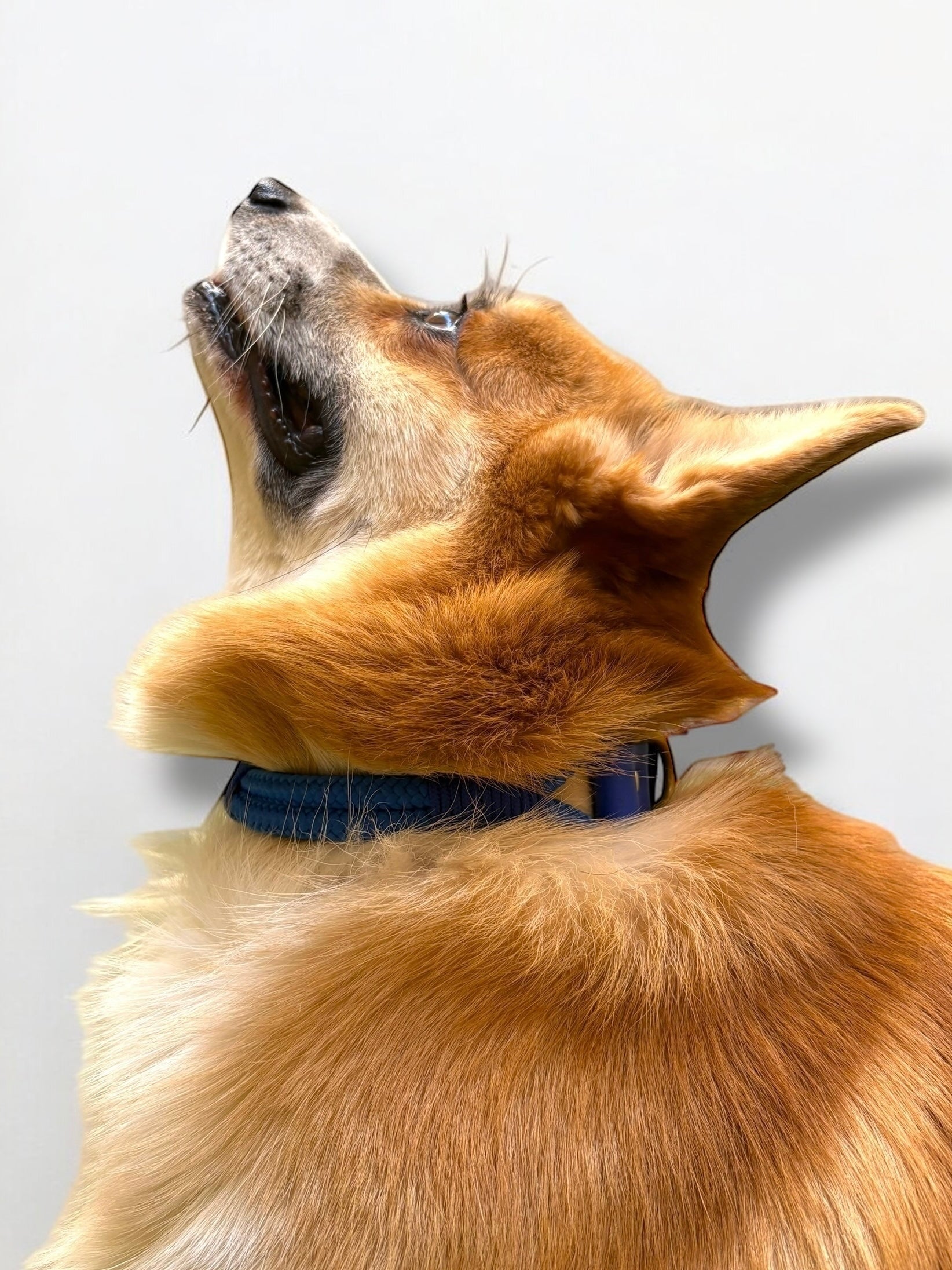 PLI PARIS collier en biothane et corde