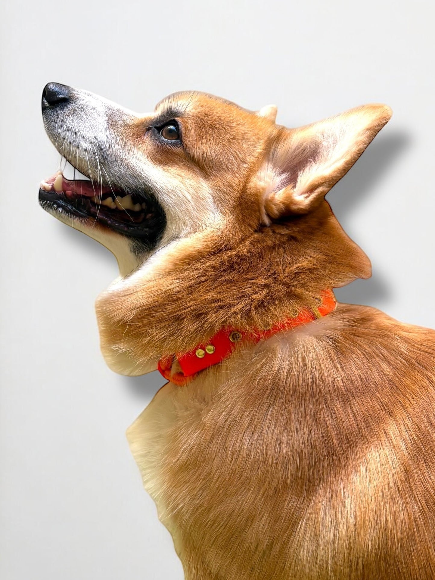 PLI PARIS collier en biothane et corde