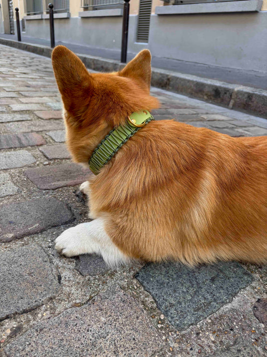 Collier réglable en Biothane et corde vert