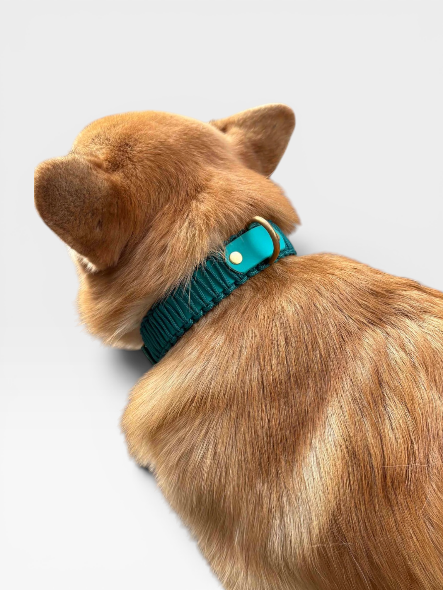 collier réglable en biothane et corde PLI Paris