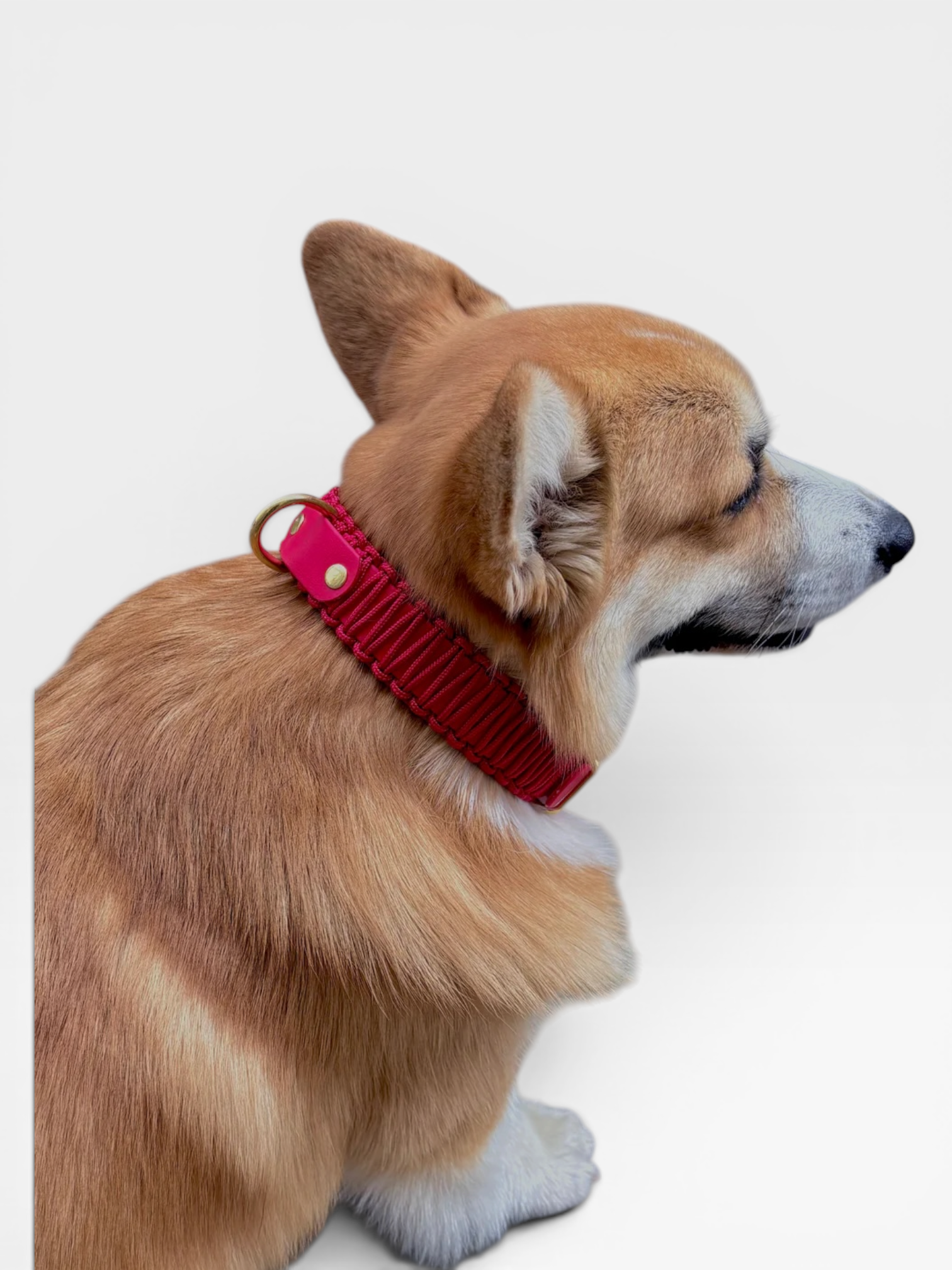 collier réglable en biothane et corde PLI Paris