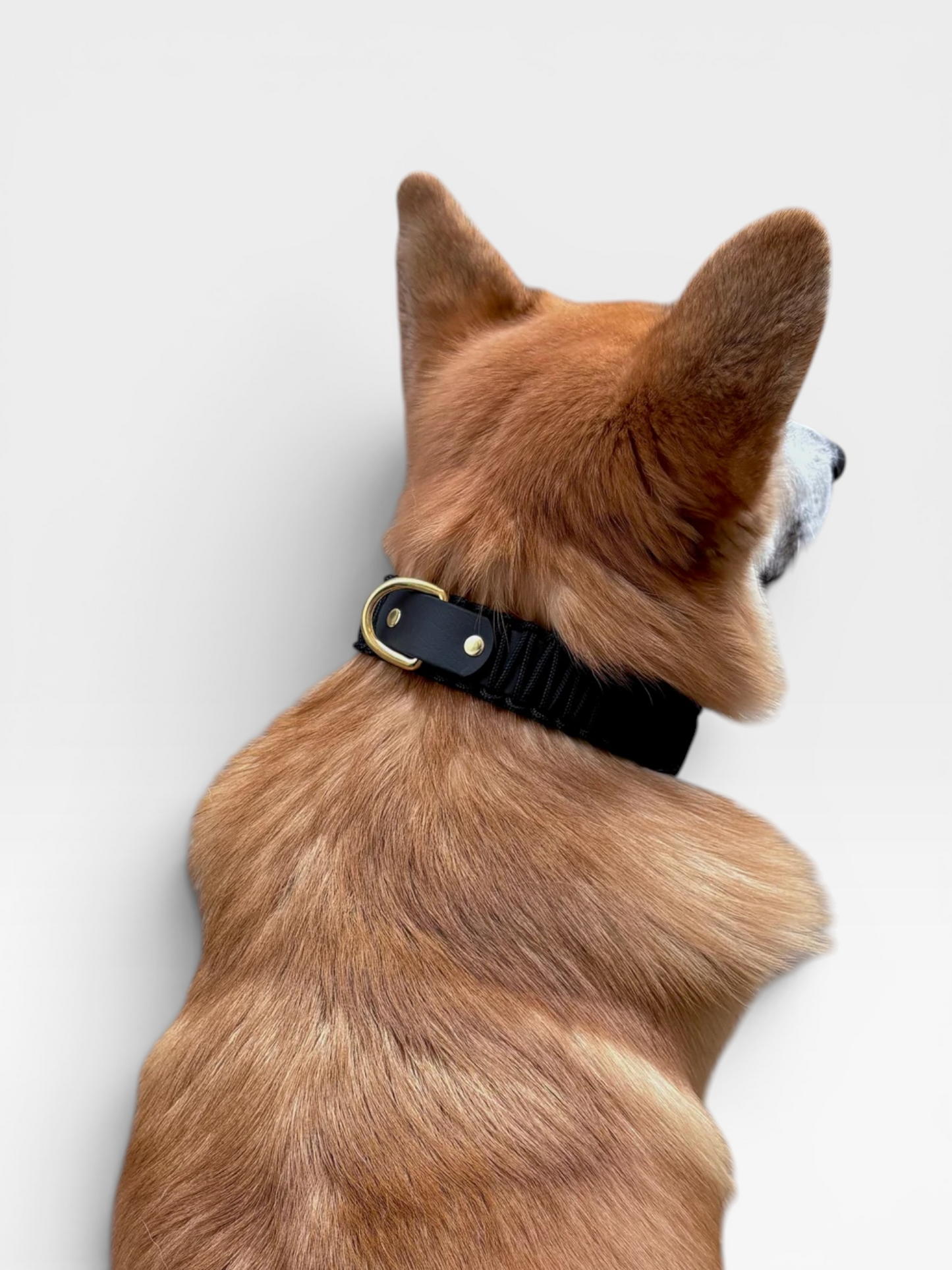 collier réglable en biothane et corde PLI Paris