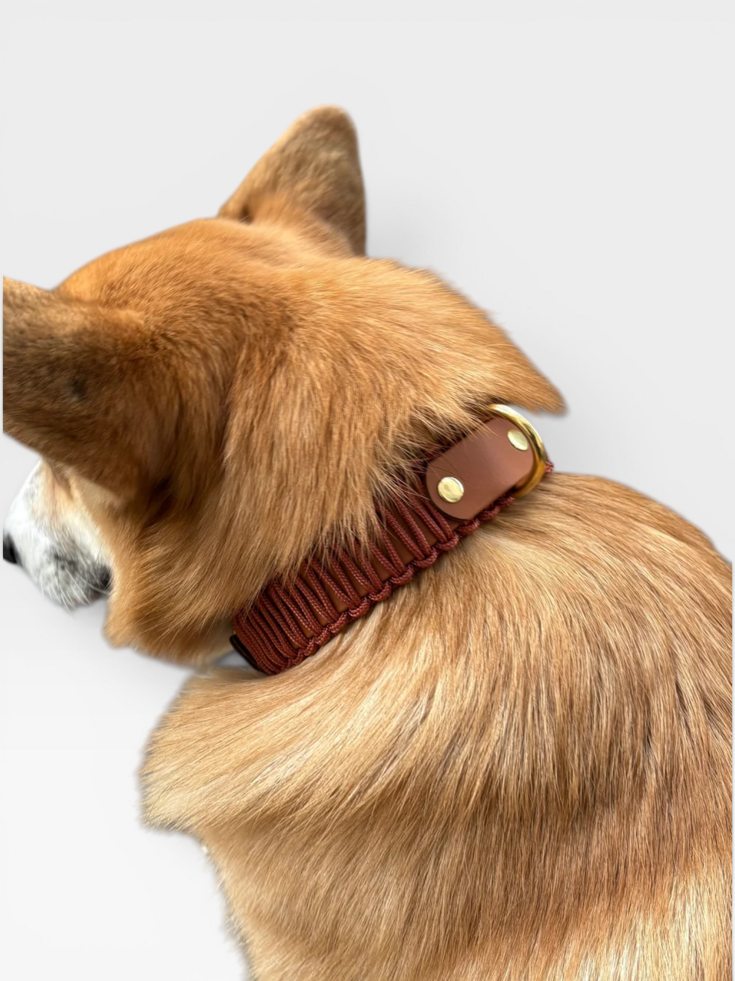 collier réglable en biothane et corde PLI Paris