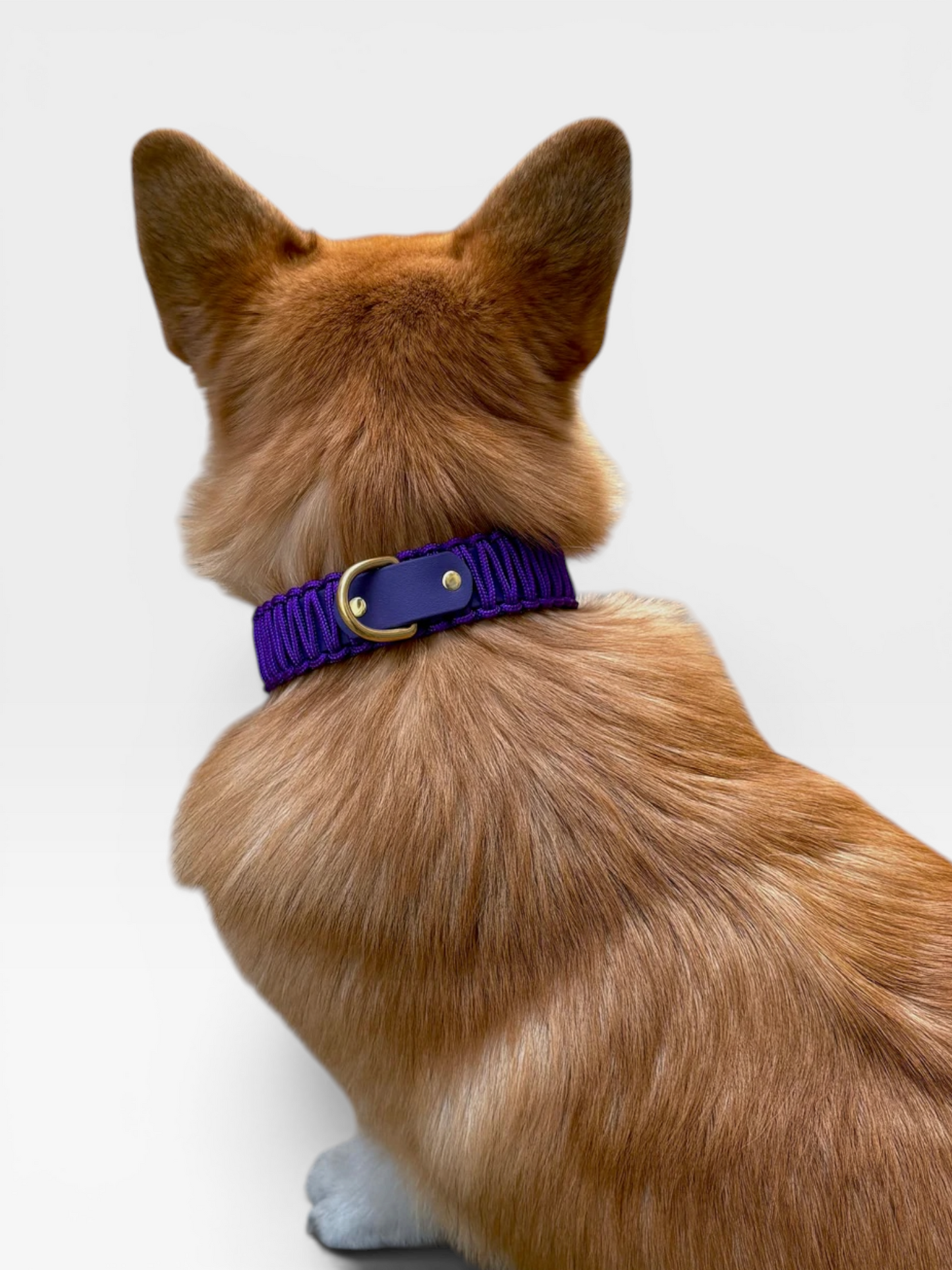 collier réglable en biothane et corde PLI Paris