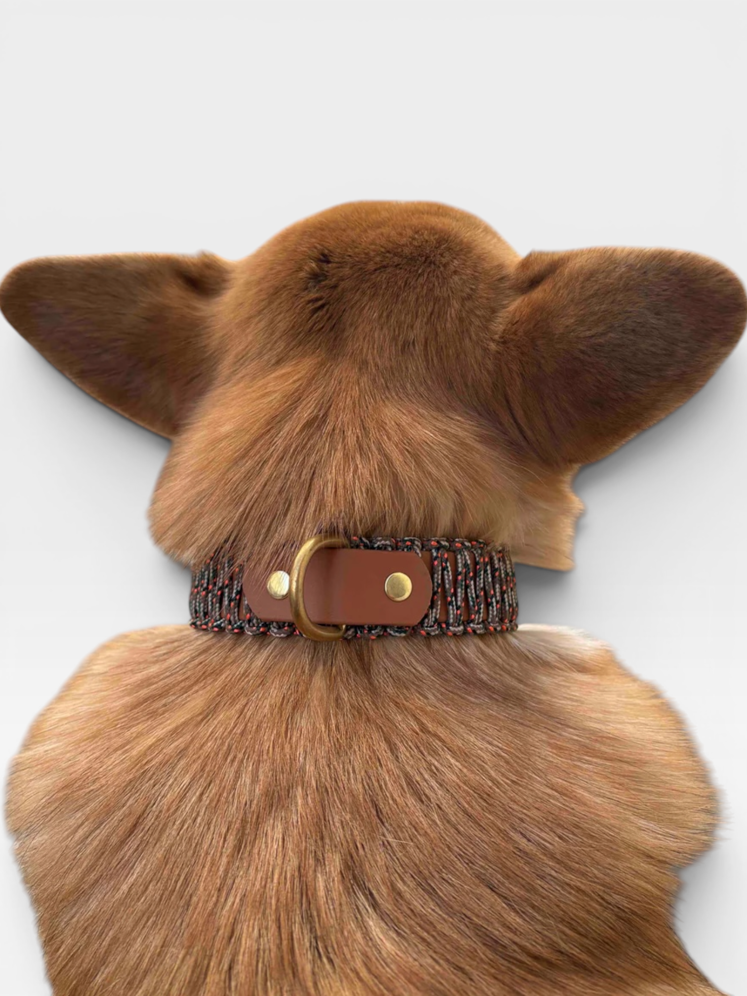 collier réglable en biothane et corde PLI Paris