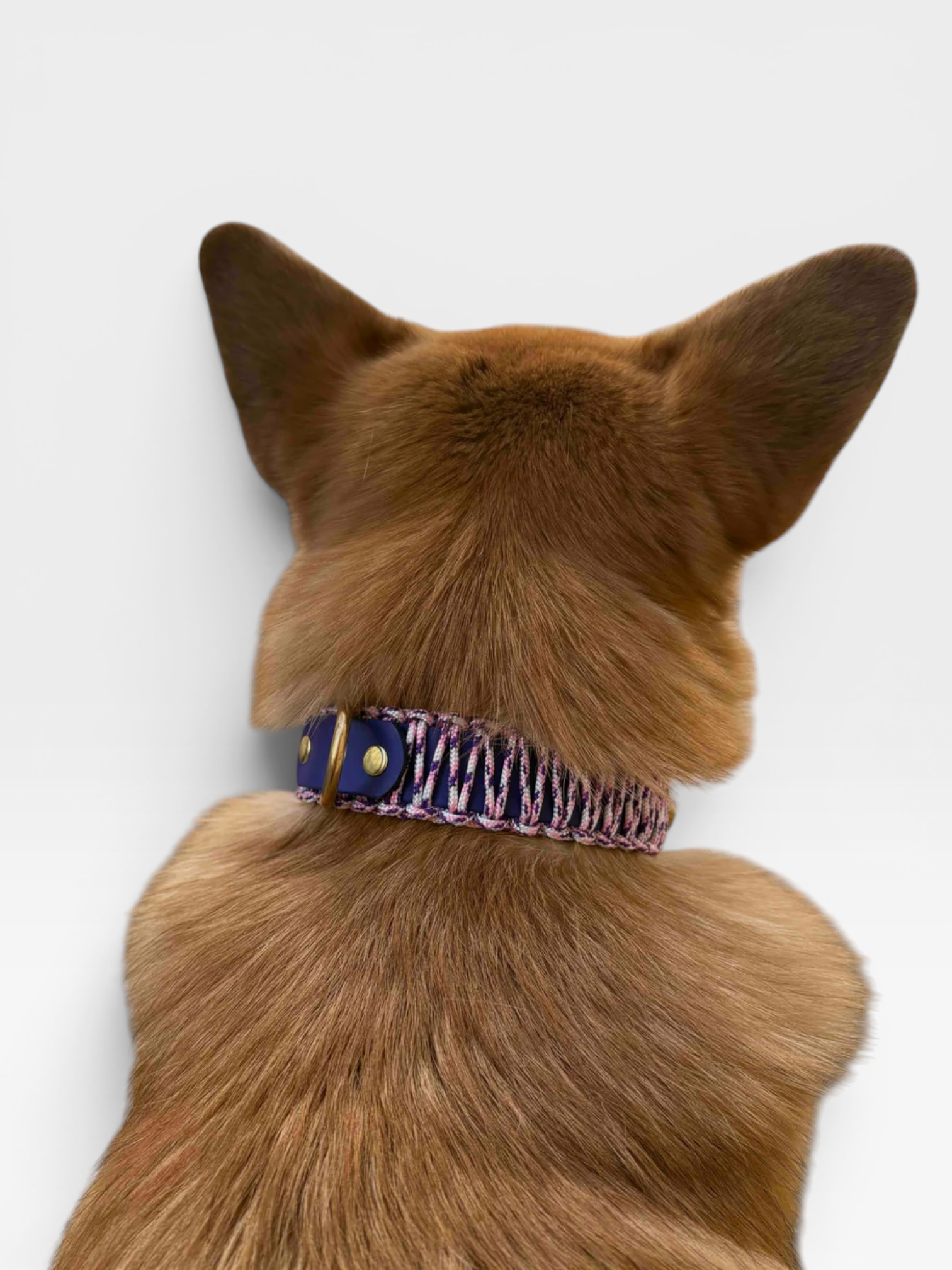 collier réglable en biothane et corde PLI Paris