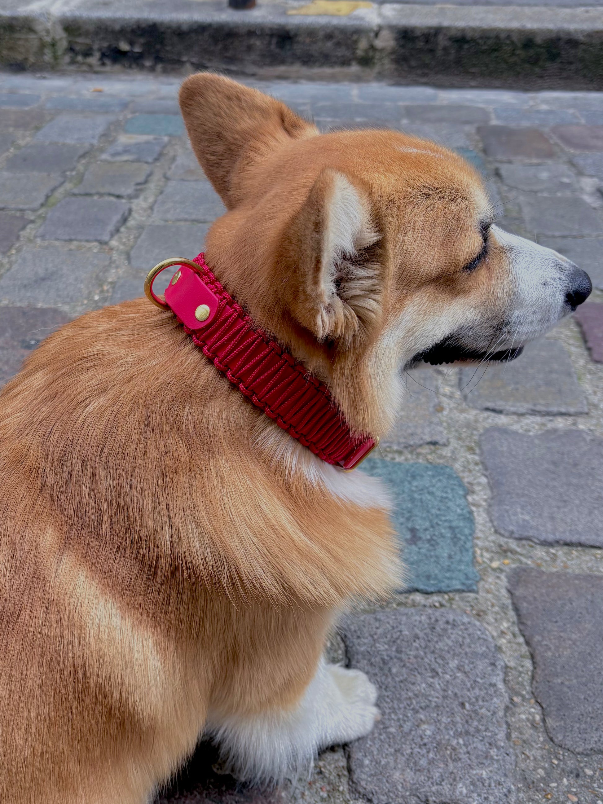 collier réglable en Biothane et corde rouge