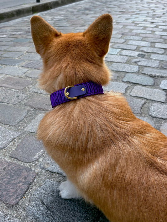 collier réglable en Biothane et corde violet